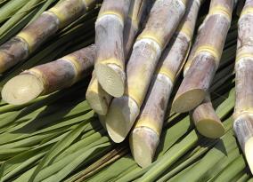 fernando-sales-assume-o-departamento-de-cana