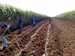 preparacao-do-terreno-2