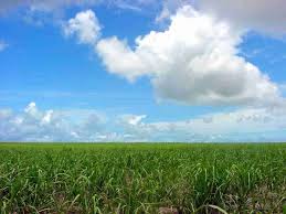 canaviais em reforma