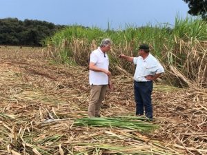 delfino na plantação